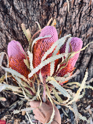 Banksia Prionotes - Soft Pink - new season