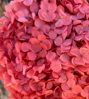 Hydrangea - Rosy Pink