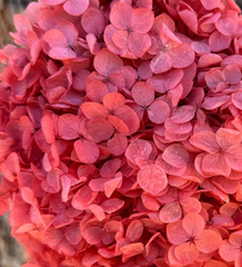 Hydrangea - Rosy Pink