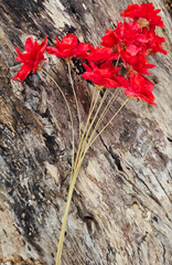 Handmade Flowers - Anemone - Ruby Red