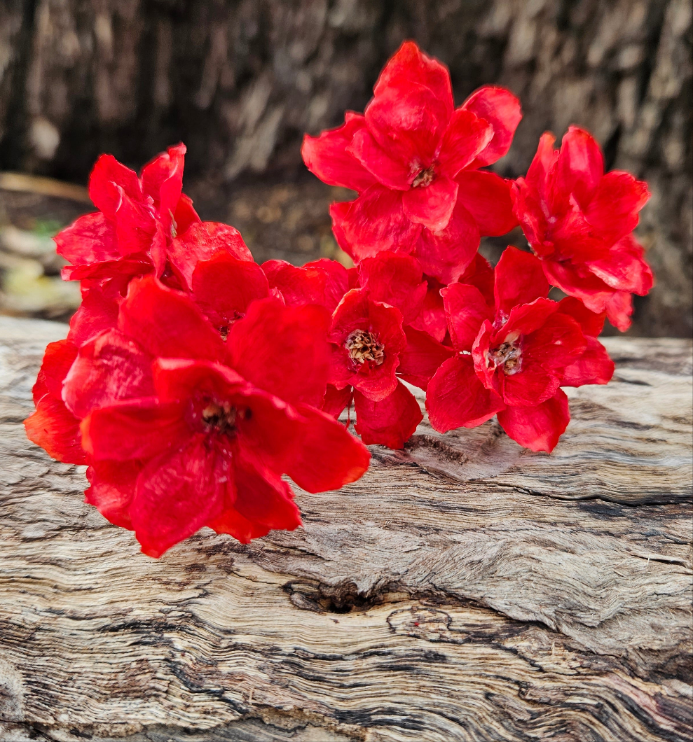 Handmade Flowers - Anemone - Ruby Red