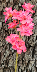 Handmade Flowers - Anemone - Bright Pink