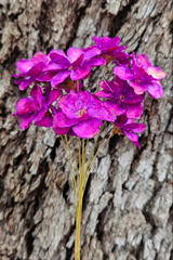 Handmade Flowers - Anemone - Violet Pink/Purple Ombre