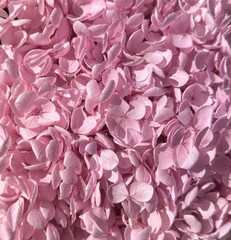 Hydrangea -  Pastel Pink(With softest Lilac tone)