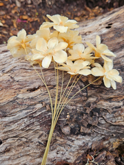 Handmade Flowers - Anemone - Natural