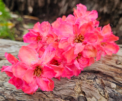 Handmade Flowers - Anemone - Bright Pink