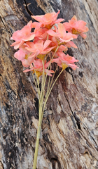 Handmade Flowers - Anemone - Pastel Peachy Pink Ombre