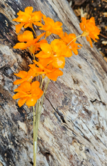 Handmade Flowers - Anemone - Marigold Orange