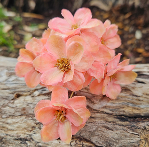 Handmade Flowers - Anemone - Pastel Peachy Pink Ombre