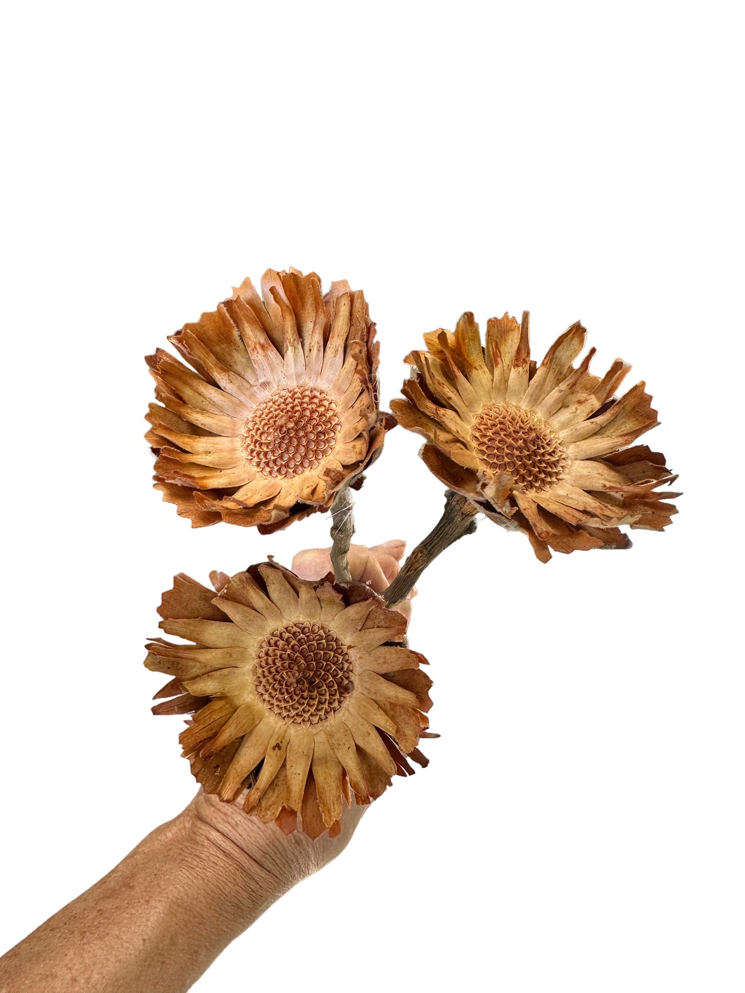 Protea Pod Rosettes - special cut Regular Head - 1 Stem