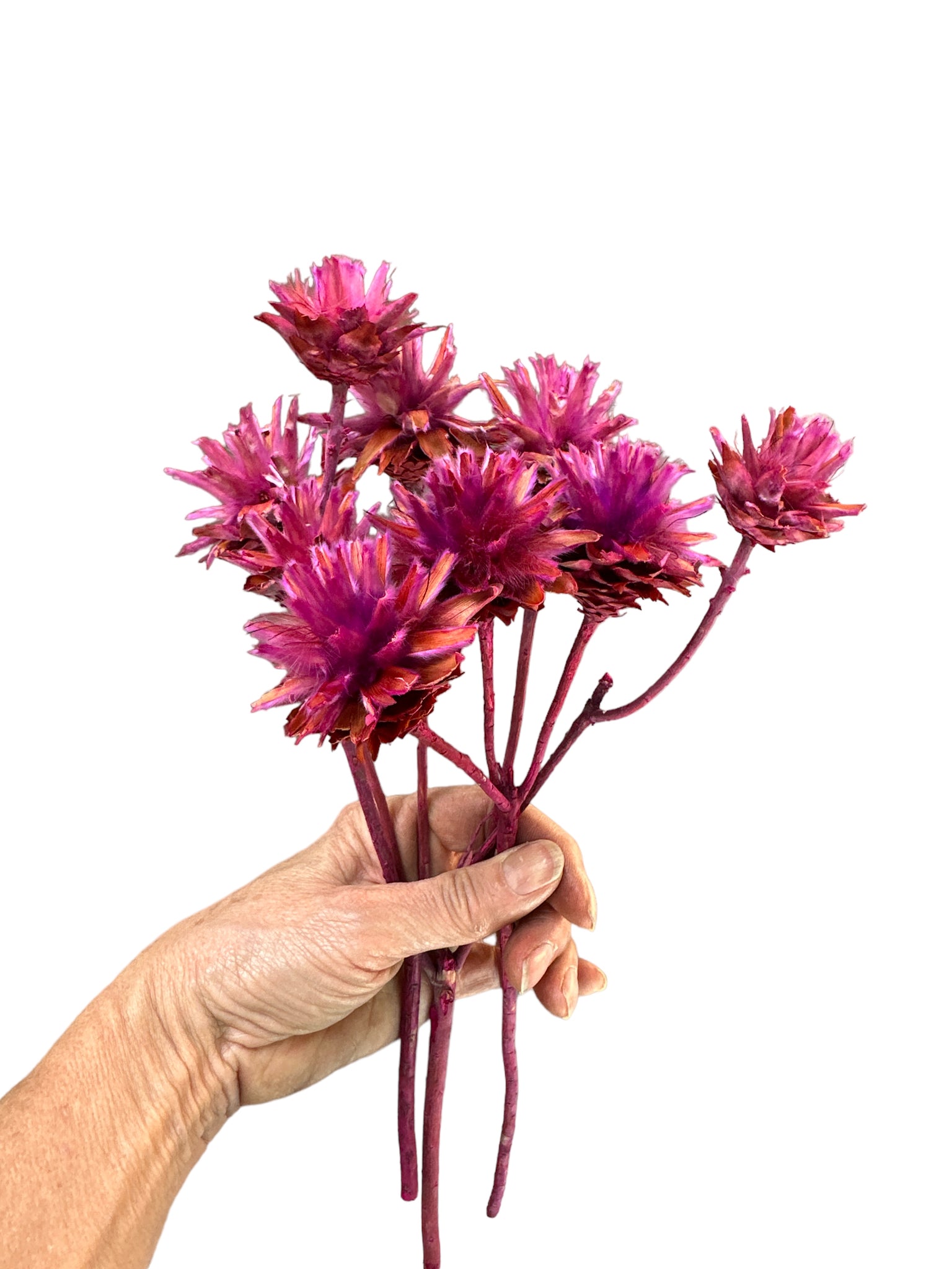 Plumosum  - Magenta pink - Stem with 3 Heads