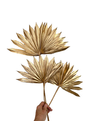 Palm - Sun Palms - Gold - 20-30cm - 1 Stem