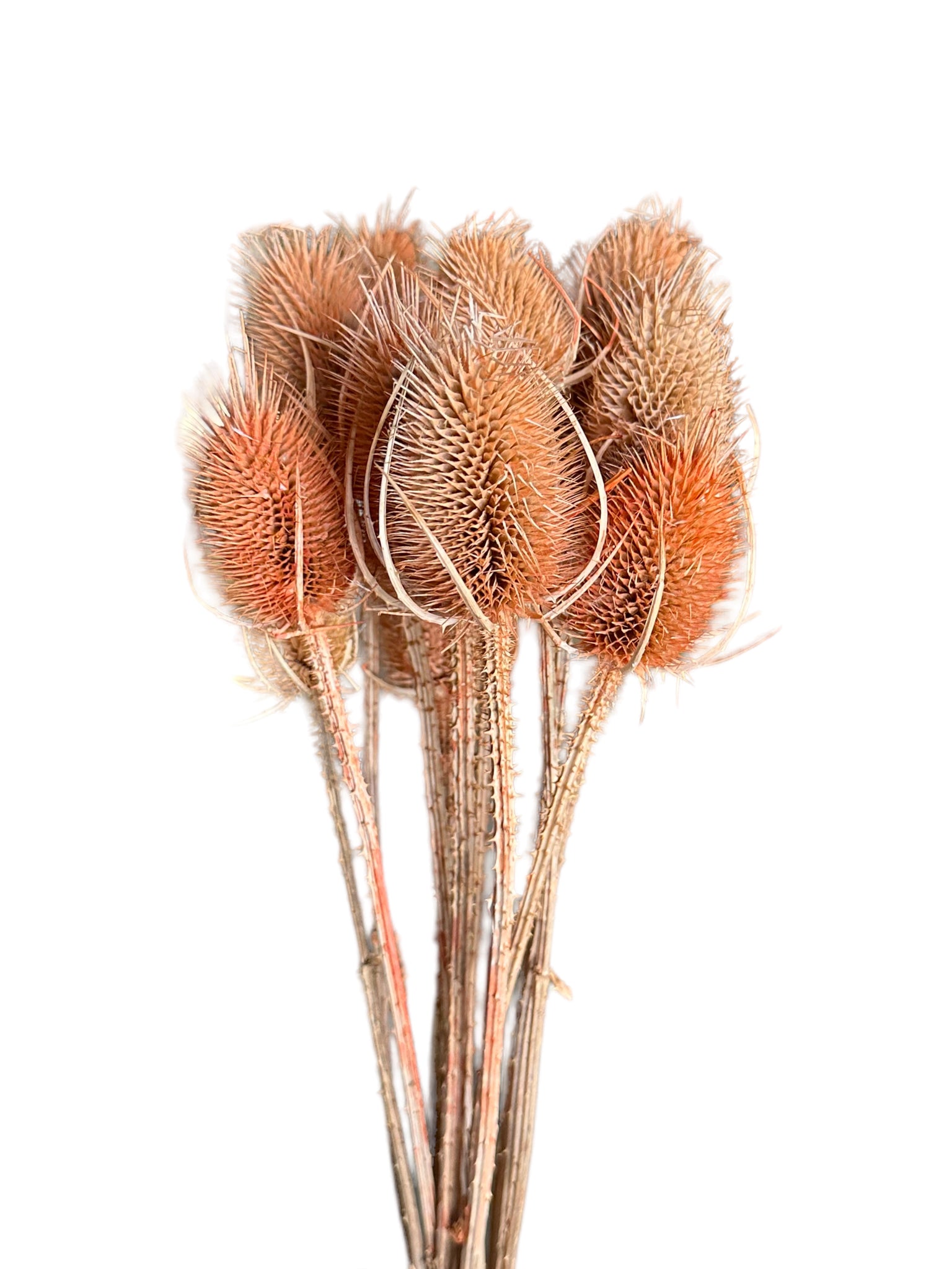 Teasels - Cinnamon Orange