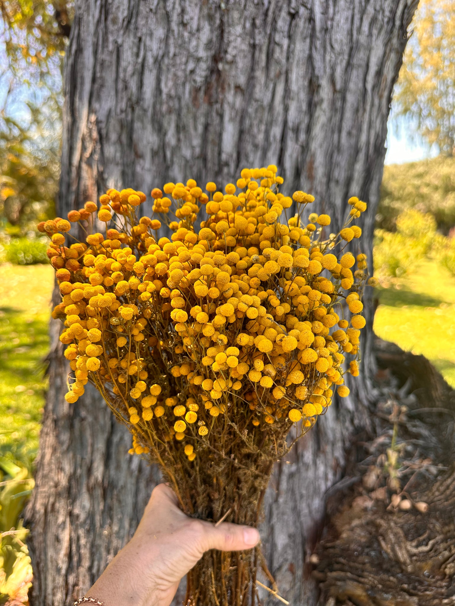 Matricaria - Natural - Dried