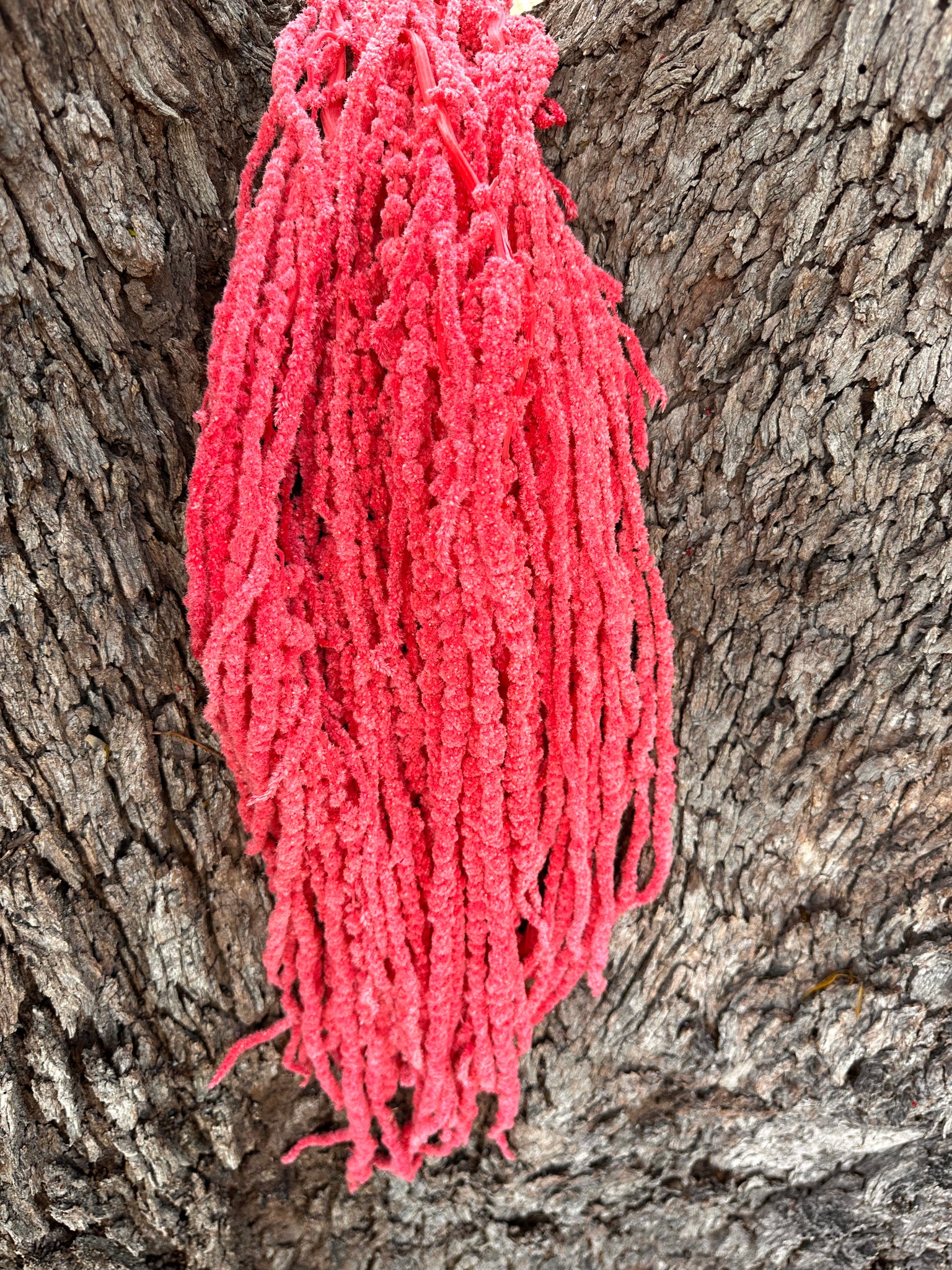 Amaranthus - Rosy Pink