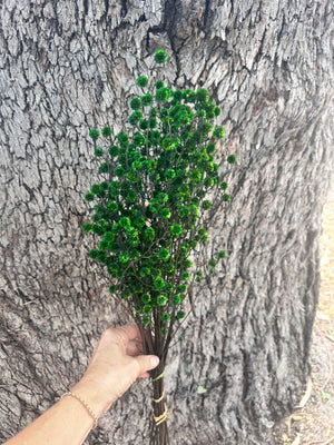 Stirlingia Flower - PRESERVED - Green