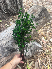 Stirlingia Flower - PRESERVED - Green