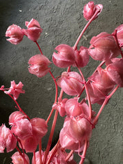 Chinese Lanterns - Bubblegum Pink