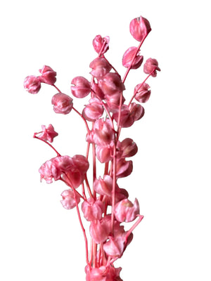 Chinese Lanterns - Bubblegum Pink