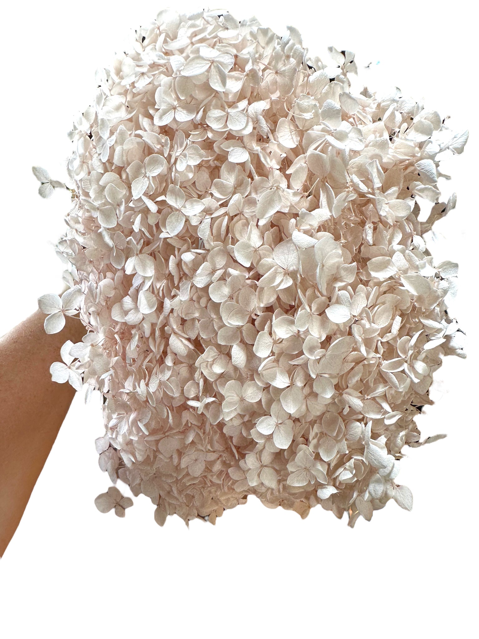 Hydrangea -  Linen White