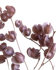 Chinese Lanterns - Dusty Lilac Purple