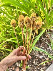 NUTS Leucadendron - Large Head