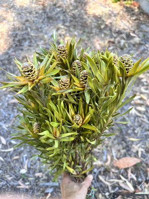 Leucadendron - Dried - with Creamy Beige Nuts