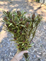 Leucadendron - Dried - with Dark Brown Nuts