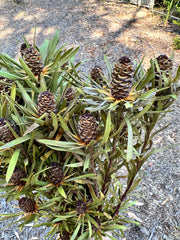 Leucadendron - Dried - with Dark Brown Nuts