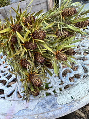 Leucadendron - Dried - with Dark Brown Nuts