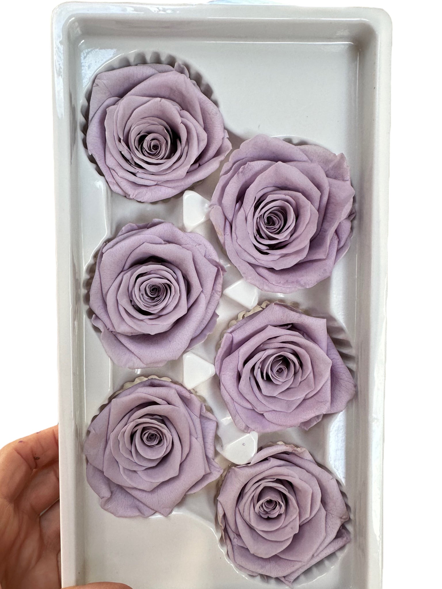 Roses Preserved - 6 pack - Soft Dusty Purple