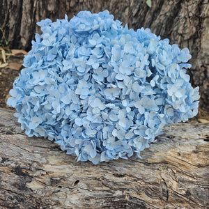 Hydrangea -  Baby Blue