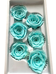 Roses Preserved - 6 pack - Pastel Aqua Blue