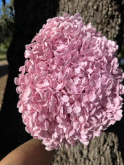 Hydrangea -  Pastel Pink(With softest Lilac tone)