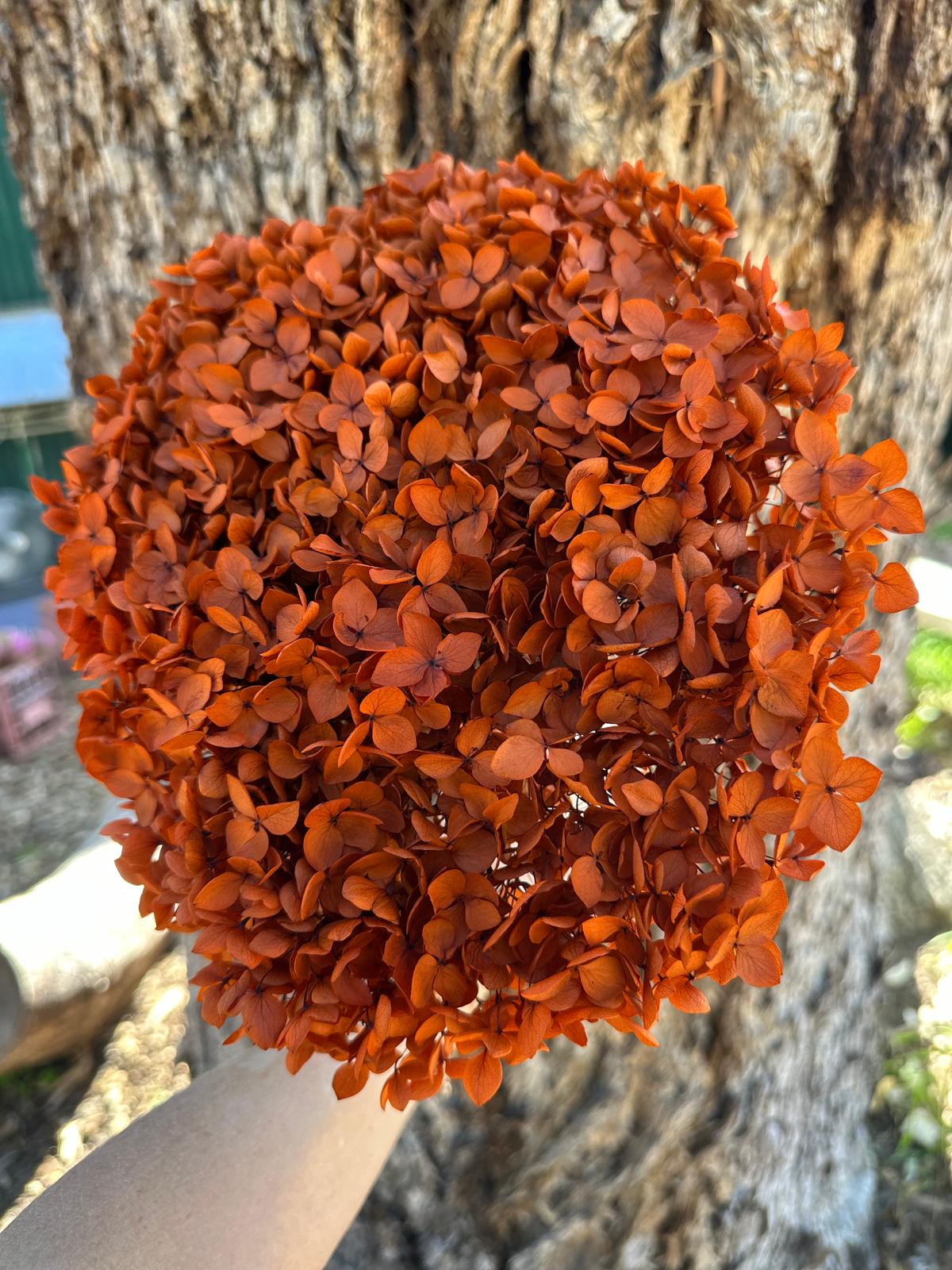 Hydrangea -  Burnt Orange