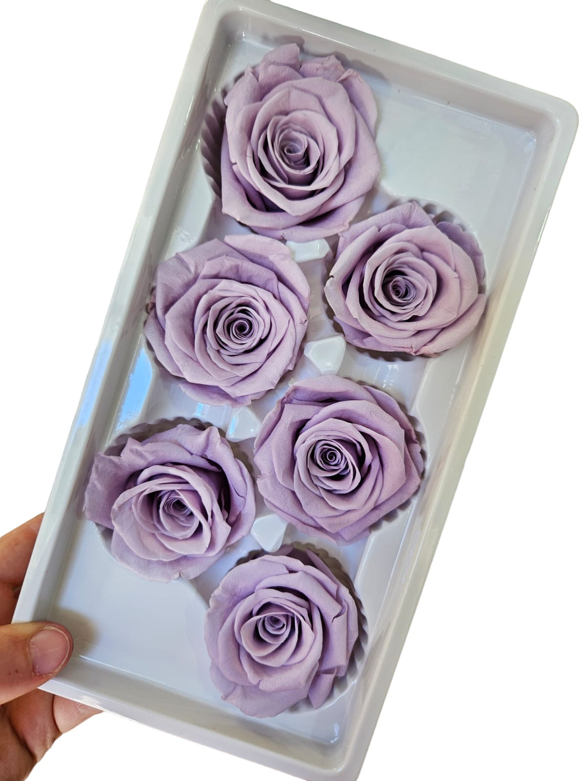 Roses Preserved - 6 pack - Soft Lavender Purple