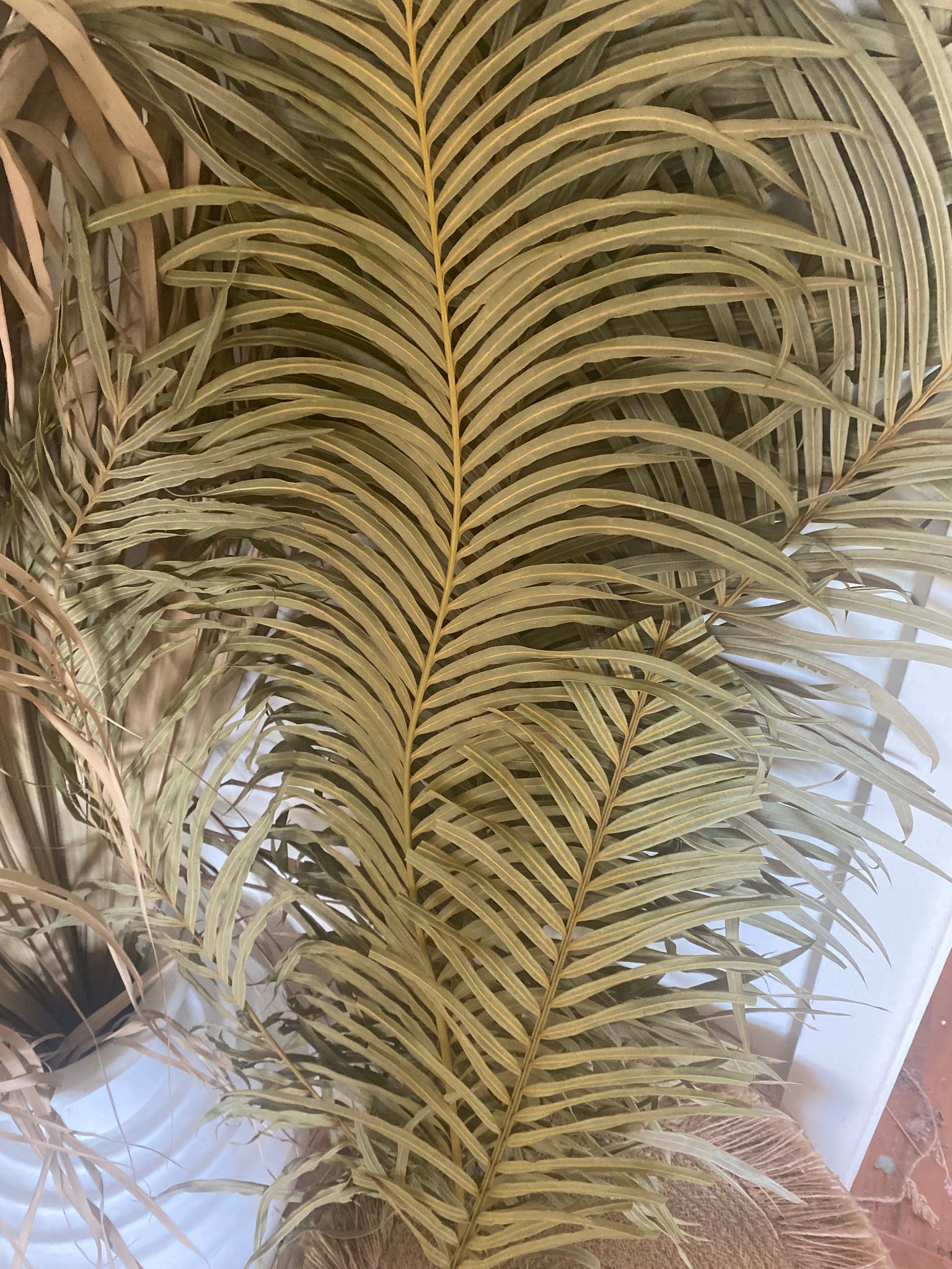 CYCAD Dried - Single Stem