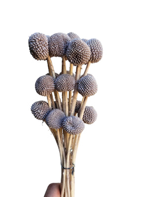 Billy Buttons - Beige Brown