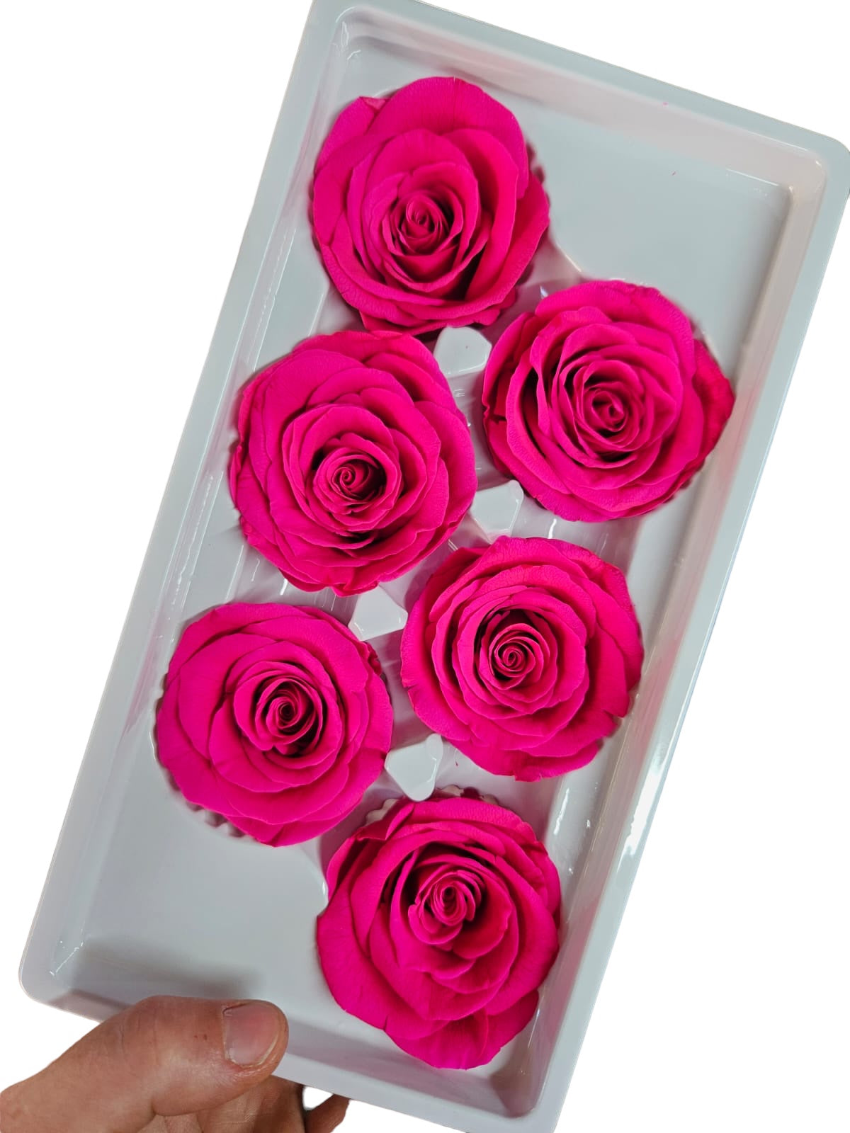 Roses Preserved - 6 pack - Fuschia Pink