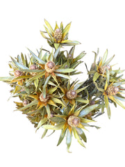 Leucadendron - Dried - with Creamy Beige Nuts