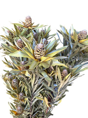 Leucadendron - Dried - with Creamy Beige Nuts