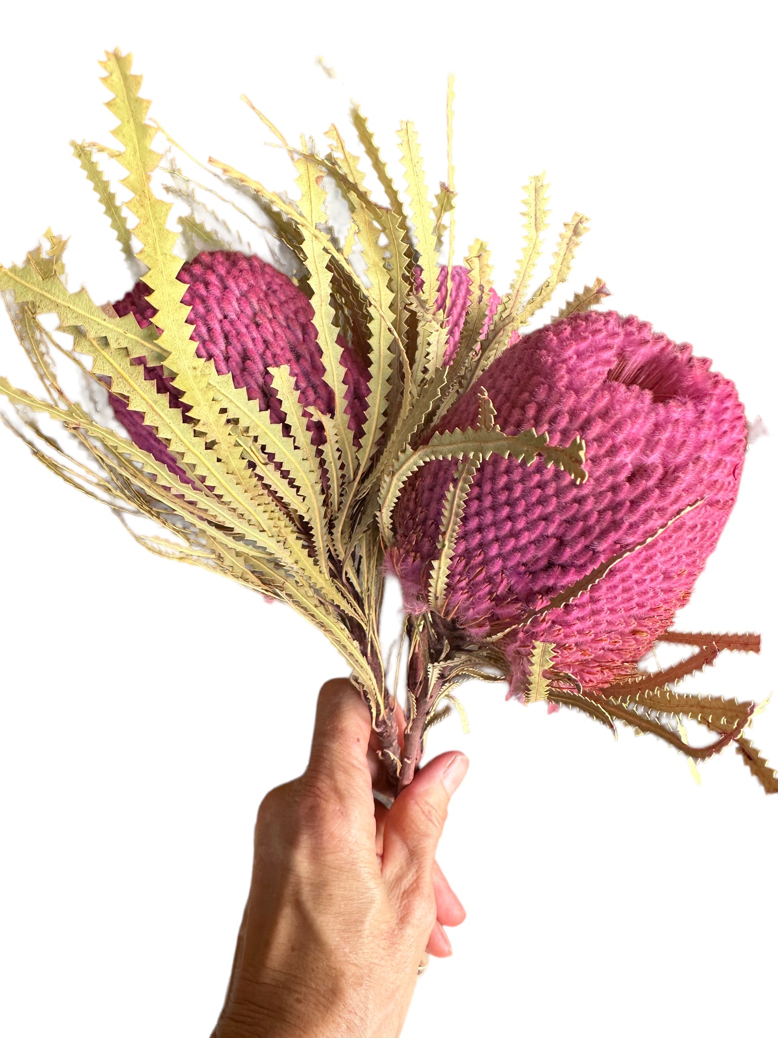 Banksia Hookeriana - Pink - Bunch of 3 - MINI HEAD