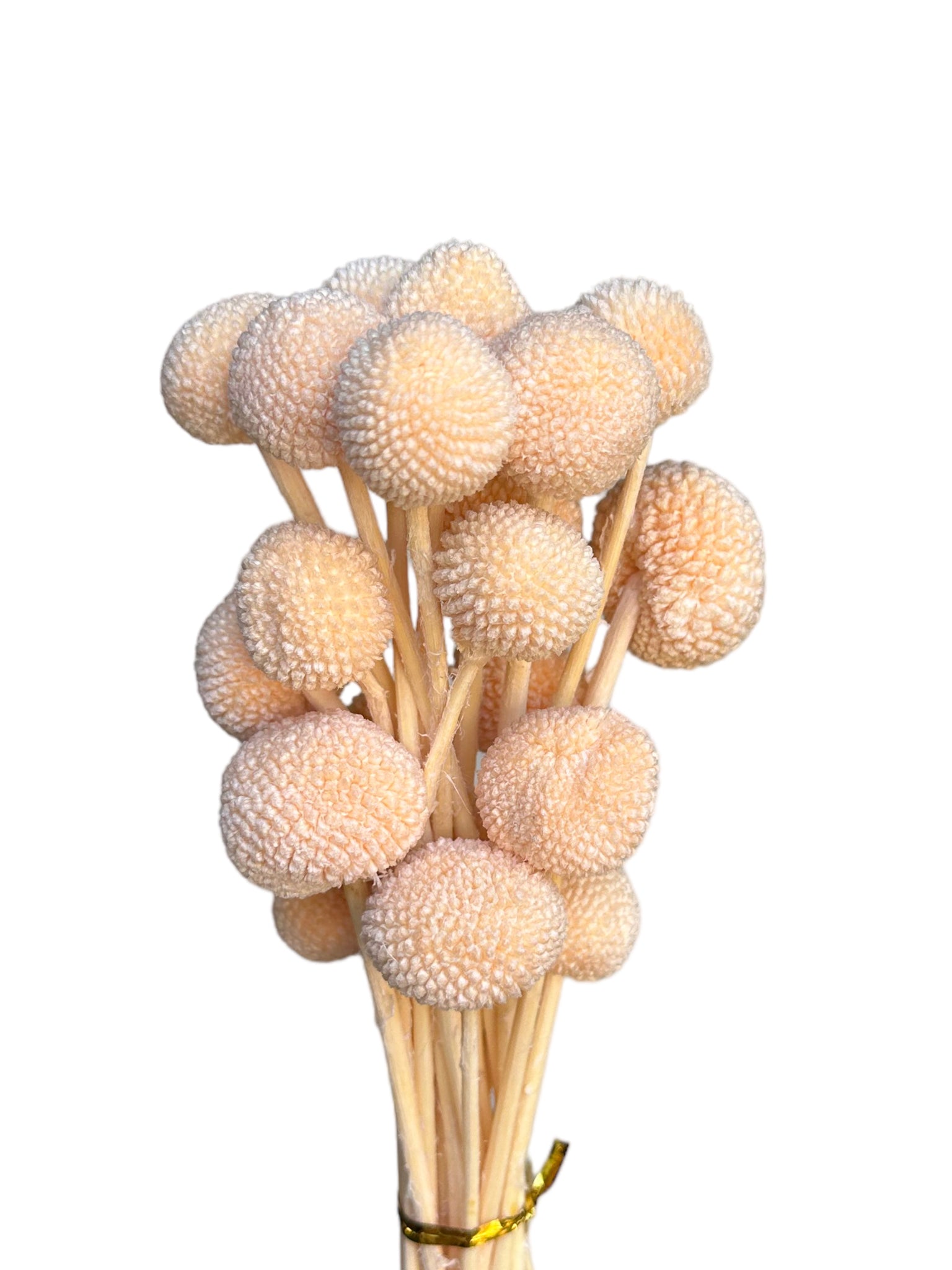 Billy Buttons - Softest Pastel Orange