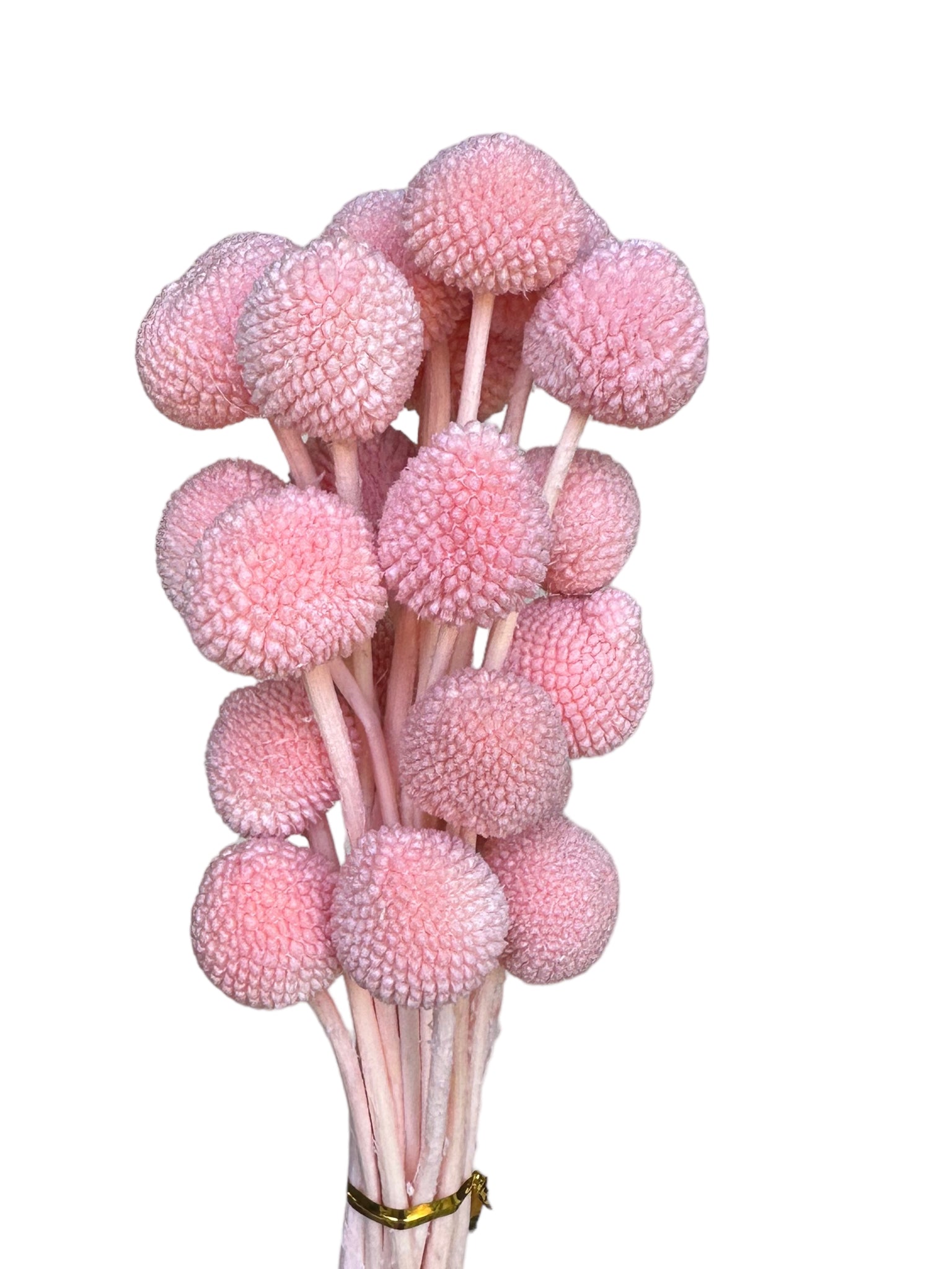 Billy Buttons  - Sweet Pink