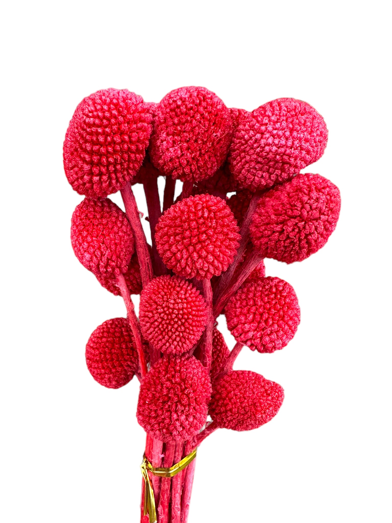 Billy Buttons  - Valentine Red