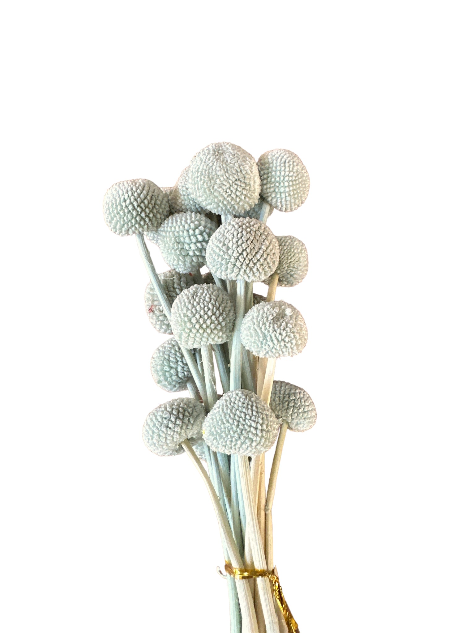 Billy Buttons  - Soft Minty Green