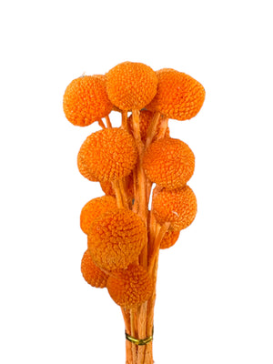 Billy Buttons  - Vibrant Orange