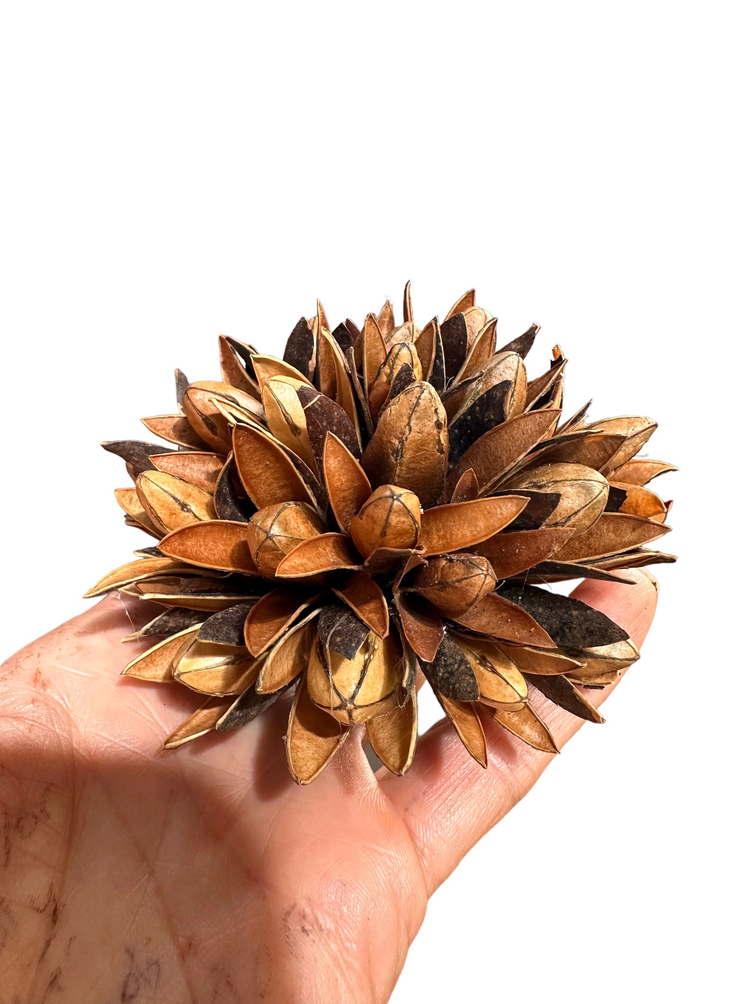 Handmade Flowers - Magnolia Buds - Natural Brown