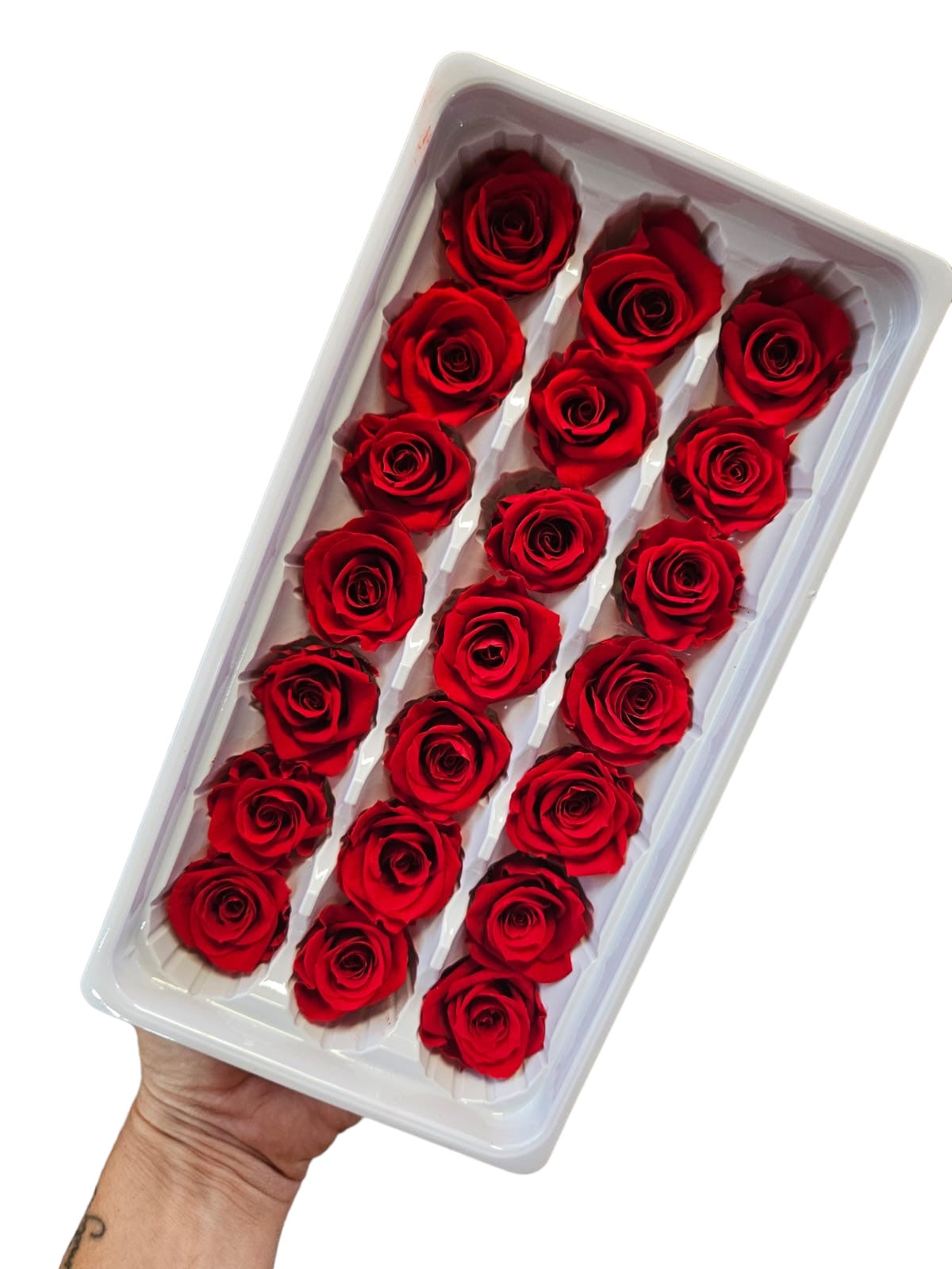 Roses Preserved Mini 21 - Ruby Red