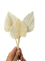 Palm - Mini Bleached Spear 5-7 cm - 1 stem